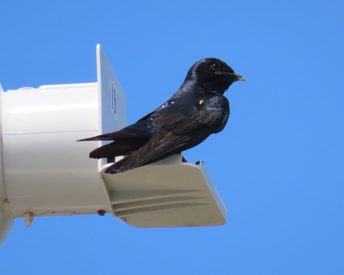 Purple Martin - Laurie Witkin