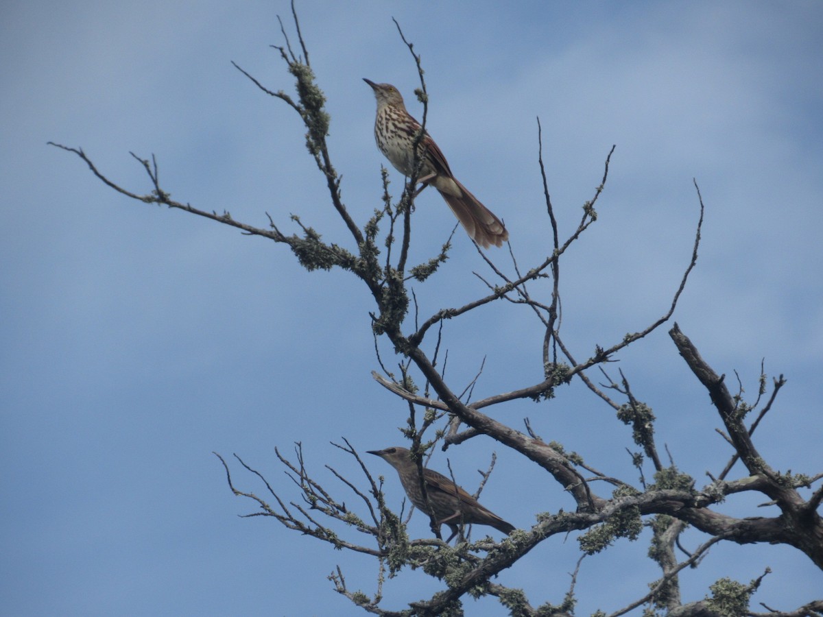 Brown Thrasher - ML619962271