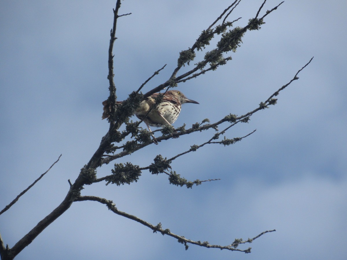 Brown Thrasher - ML619962272