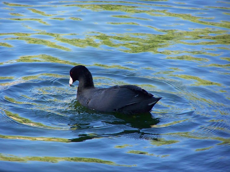 American Coot - ML619962274