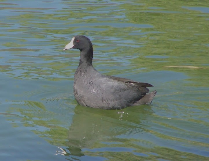 American Coot - ML619962275