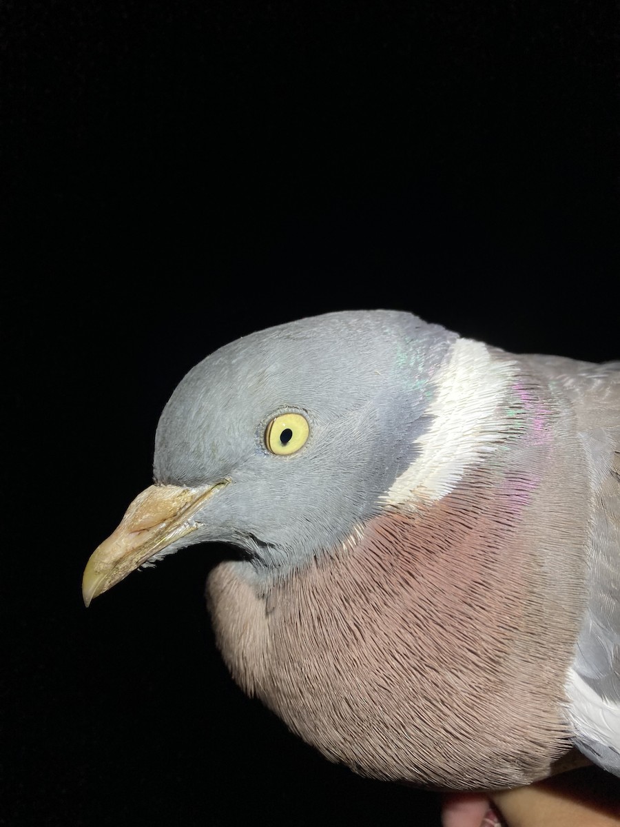 Common Wood-Pigeon - ML619962277