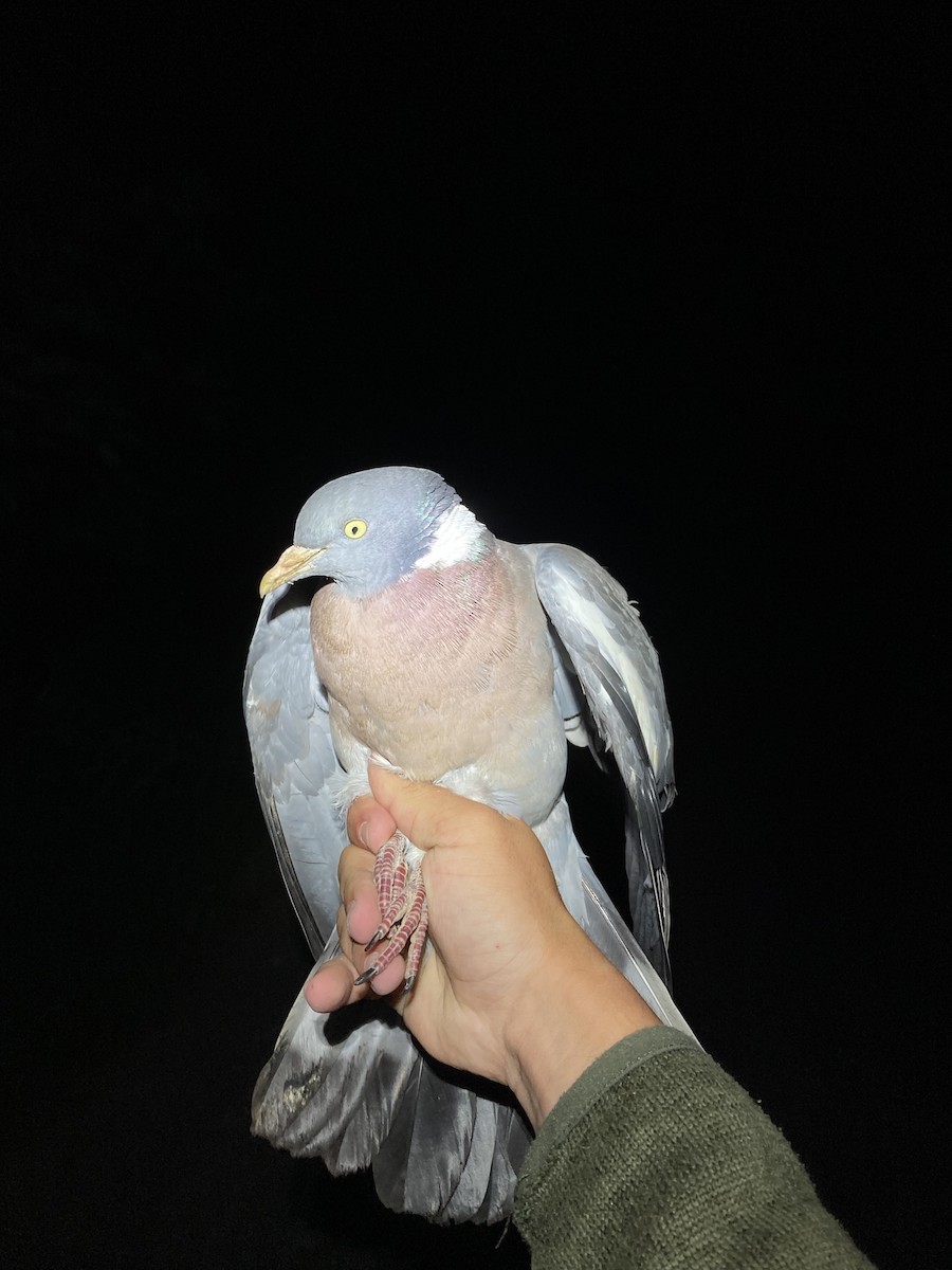 Common Wood-Pigeon - ML619962278