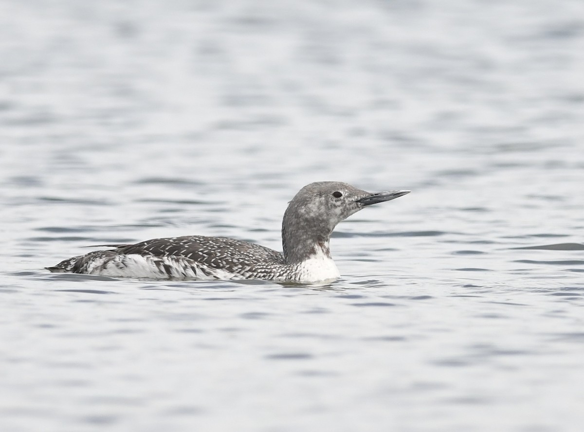 Red-throated Loon - ML619962279