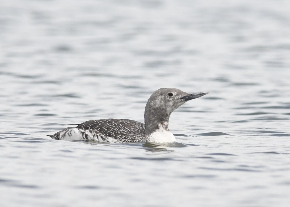 Red-throated Loon - ML619962280