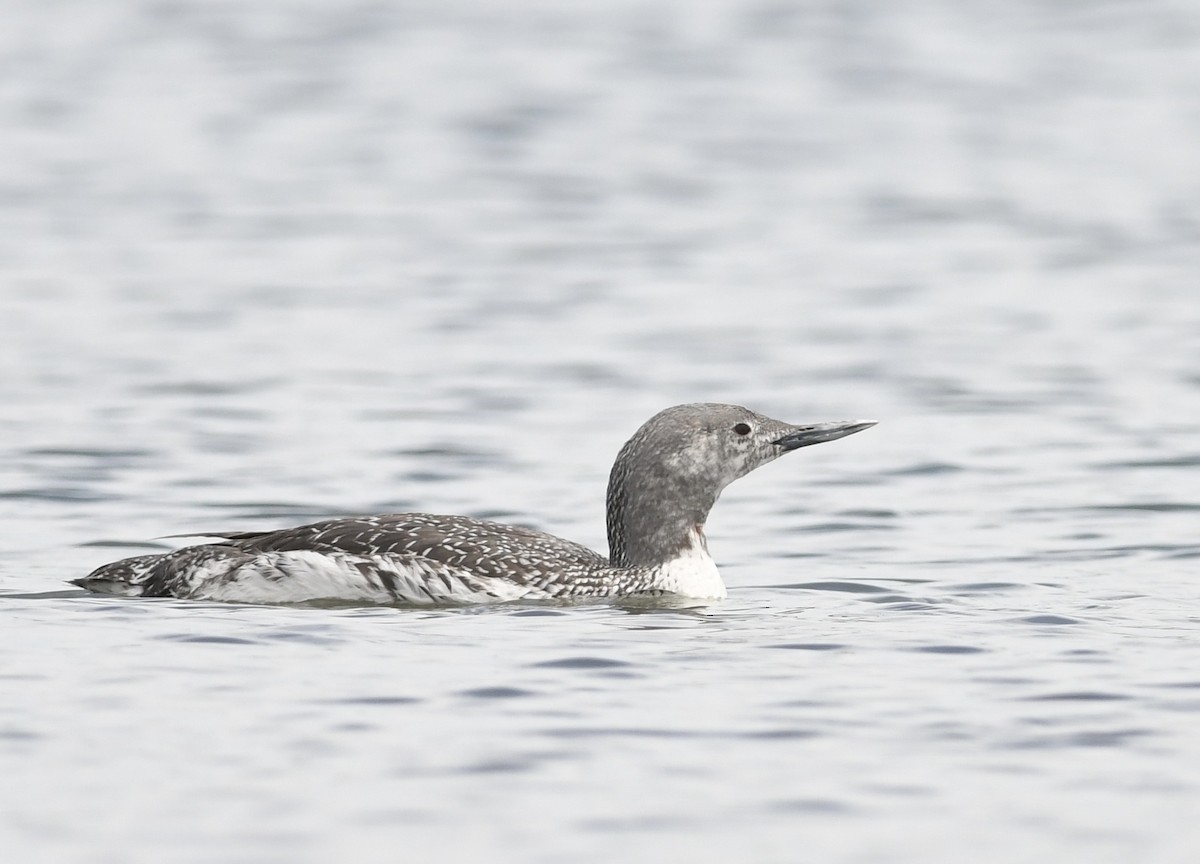 Red-throated Loon - ML619962281
