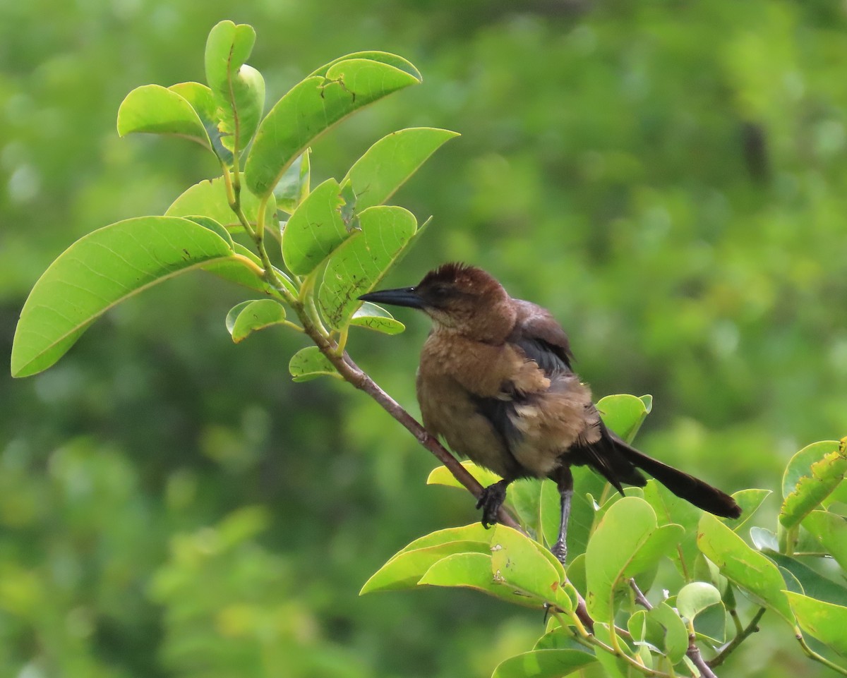 Boat-tailed Grackle - ML619962287