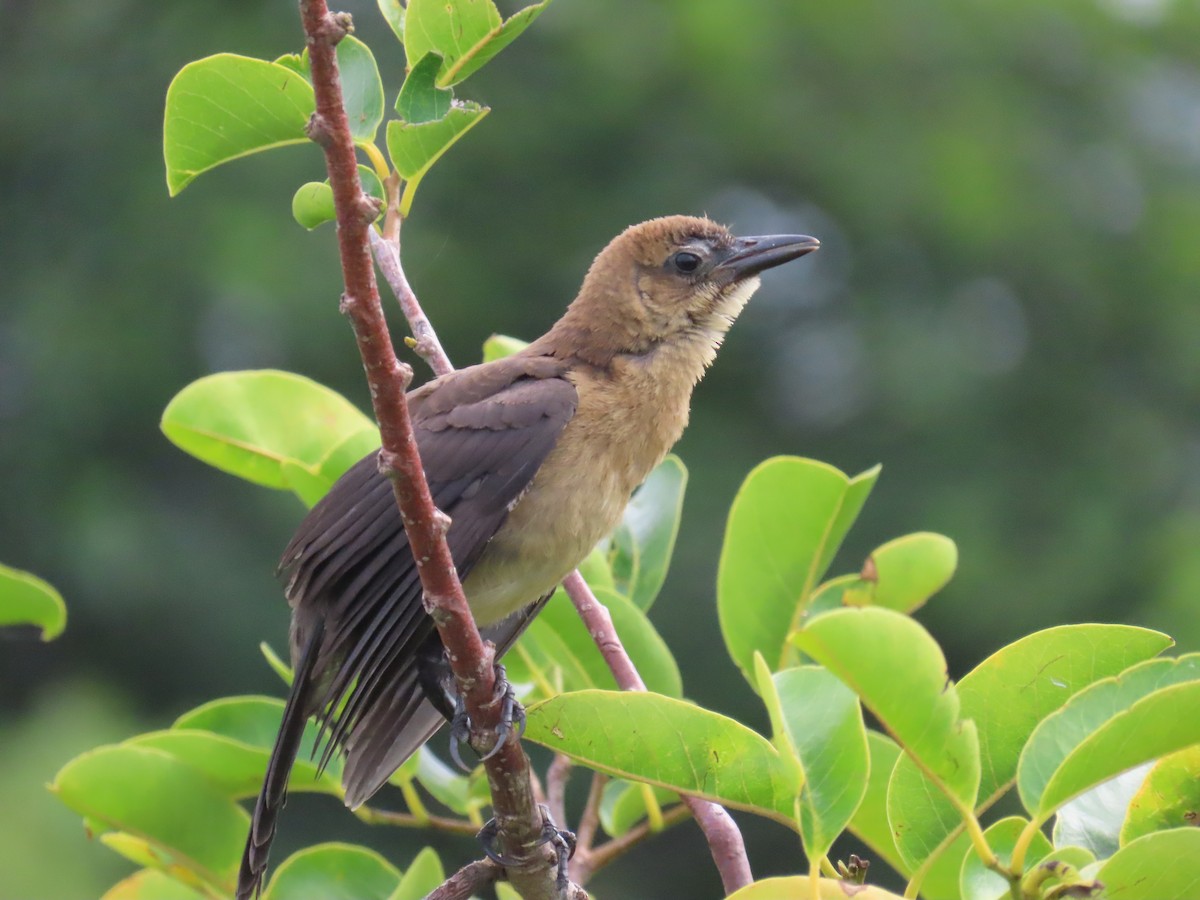 Boat-tailed Grackle - ML619962288