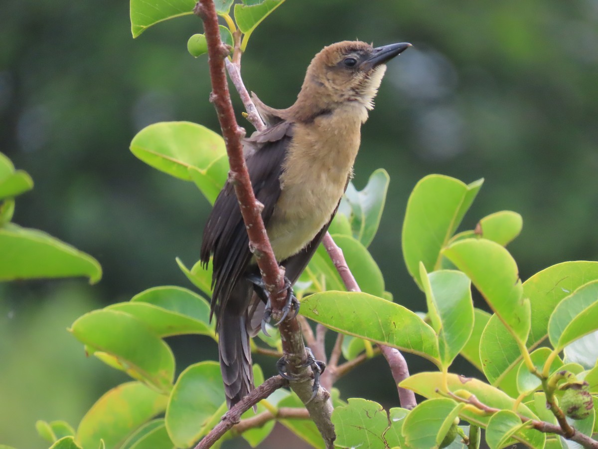 Boat-tailed Grackle - ML619962289