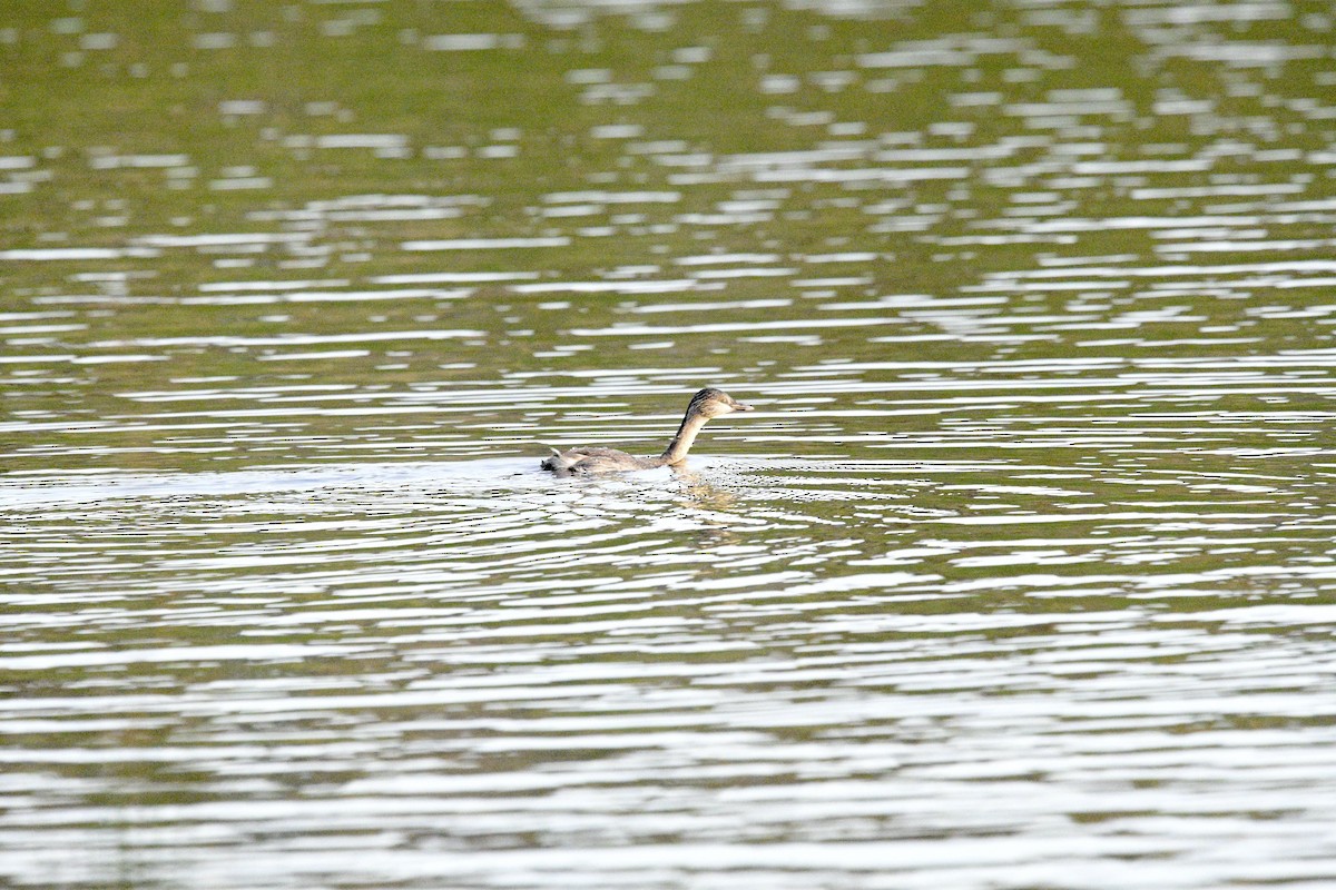 Hoary-headed Grebe - ML619962330