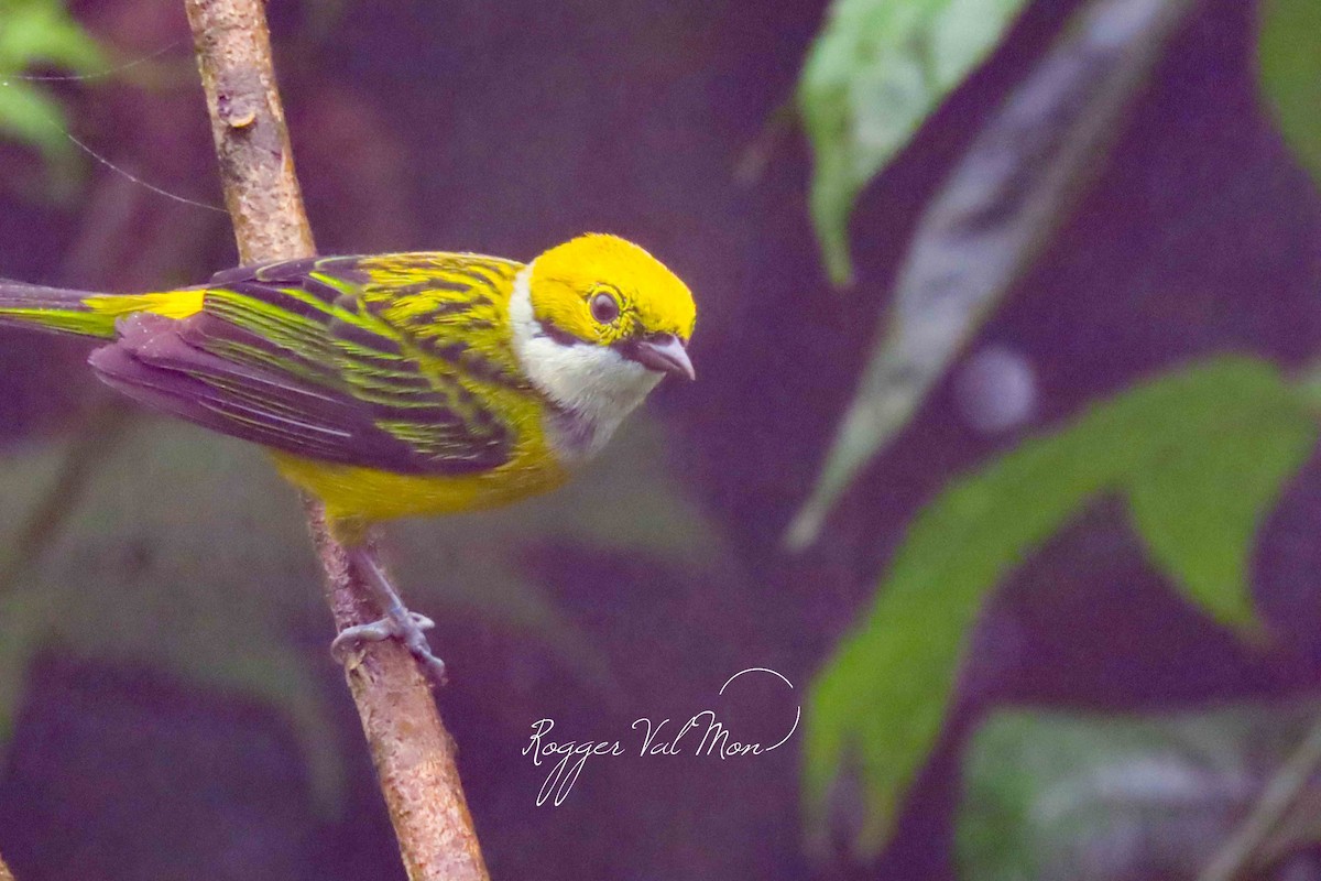 Silver-throated Tanager - ML619962331