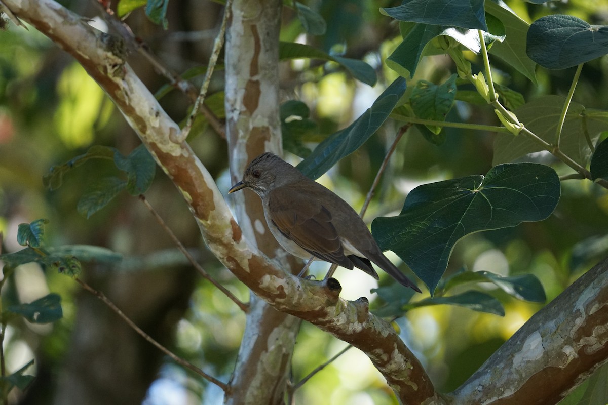 Pale-breasted Thrush - ML619962341