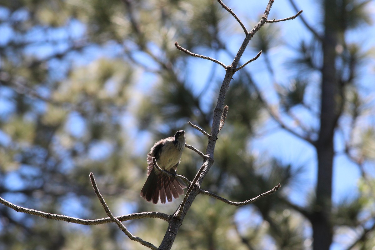 California Scrub-Jay - ML619962343