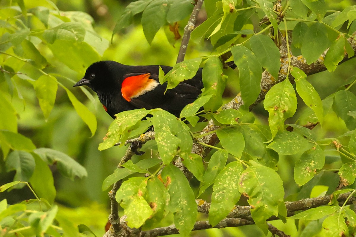 Red-winged Blackbird - ML619962345