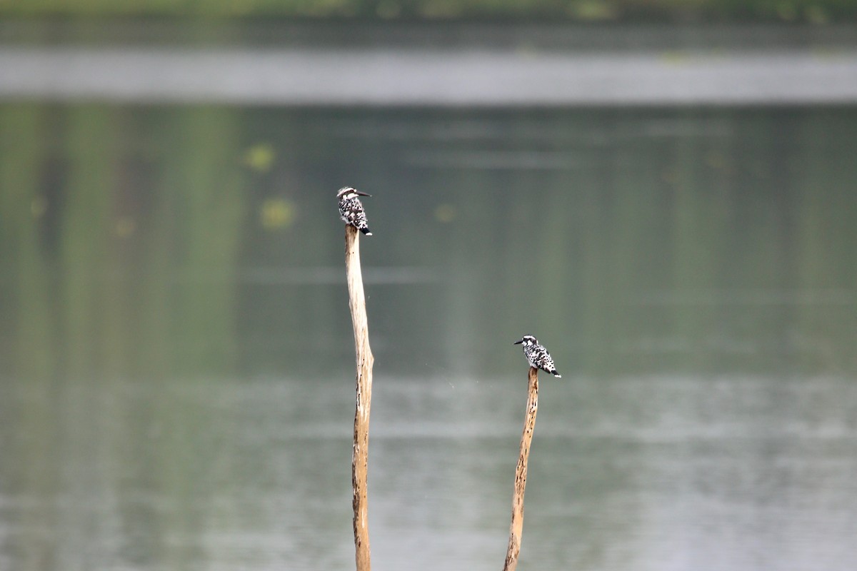 Pied Kingfisher - ML619962362