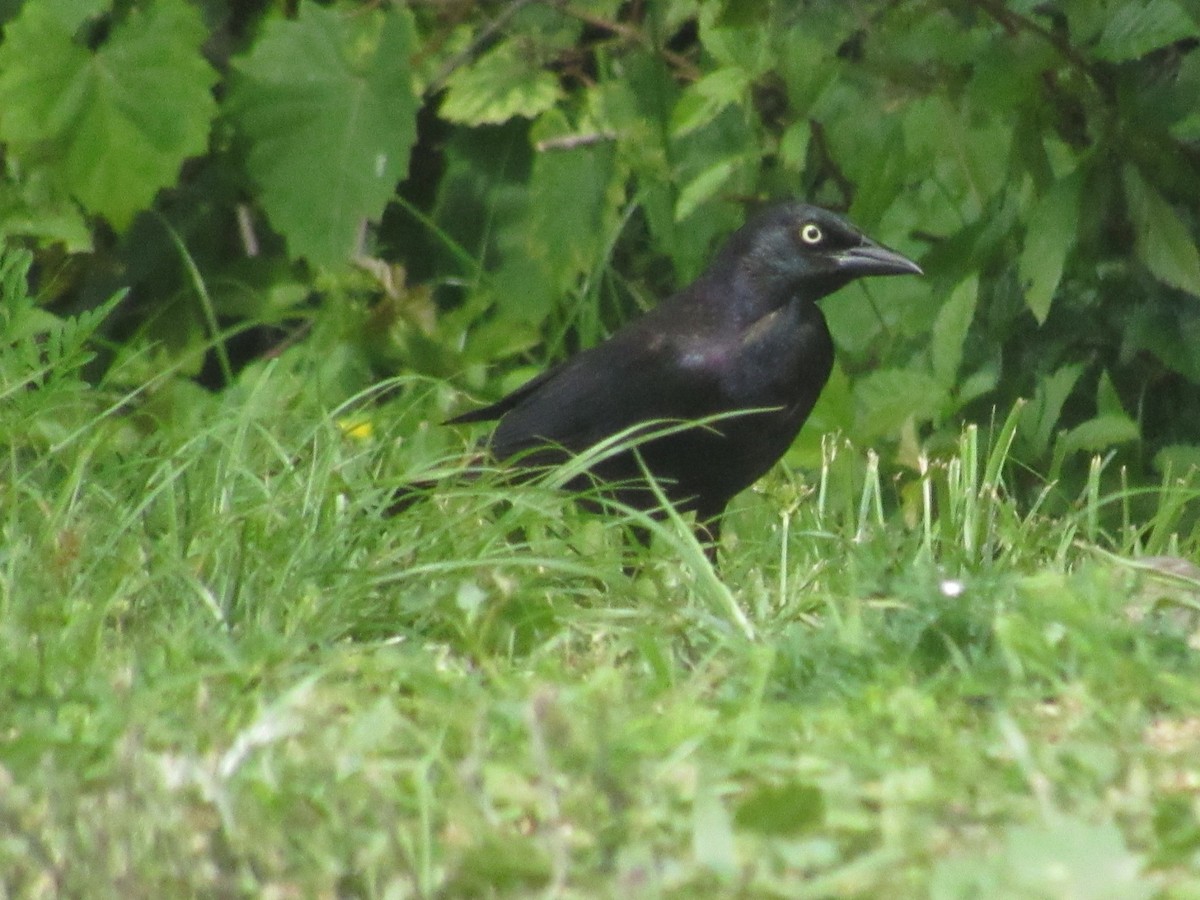 Common Grackle - ML619962364