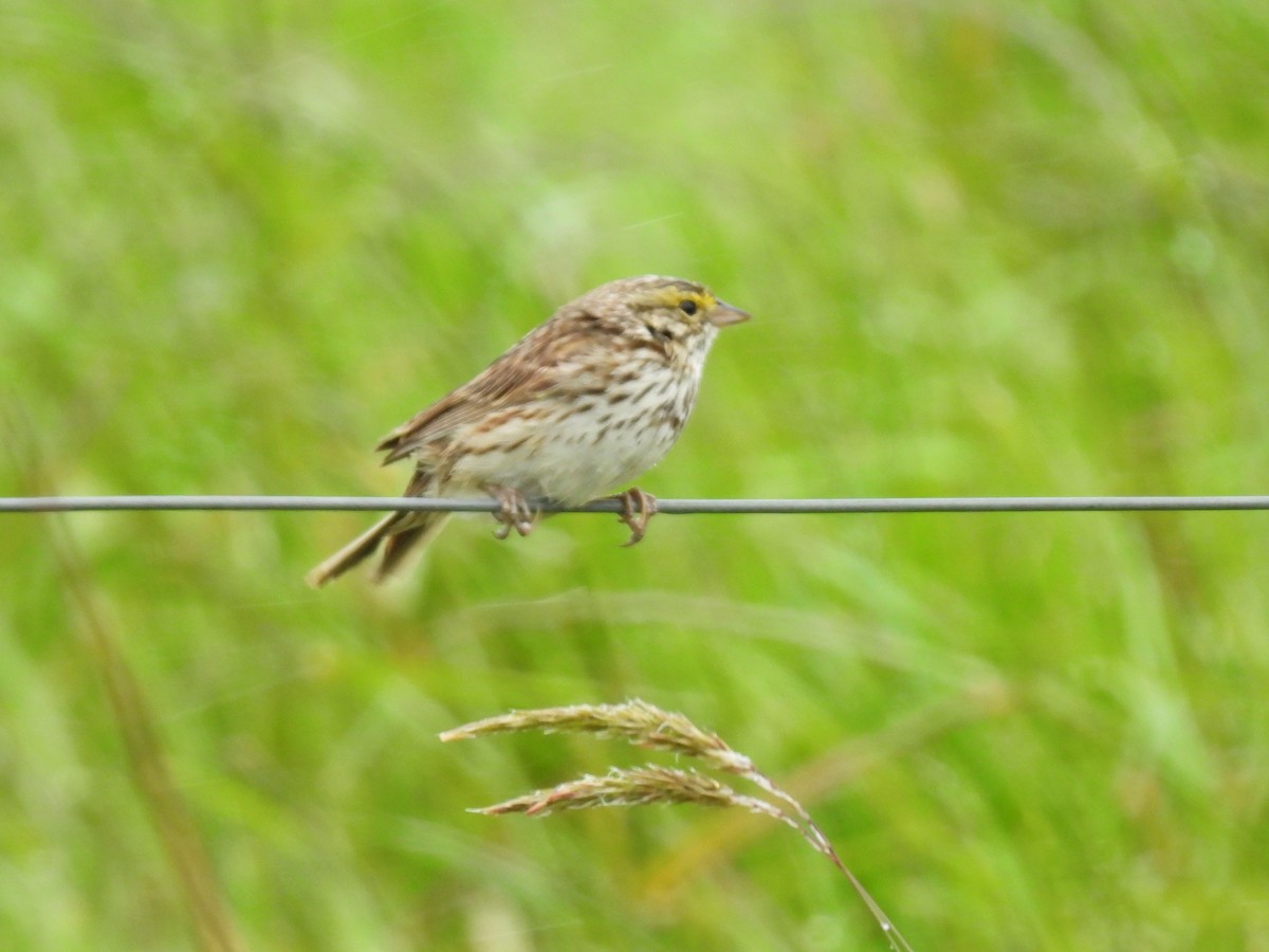 Savannah Sparrow - ML619962368