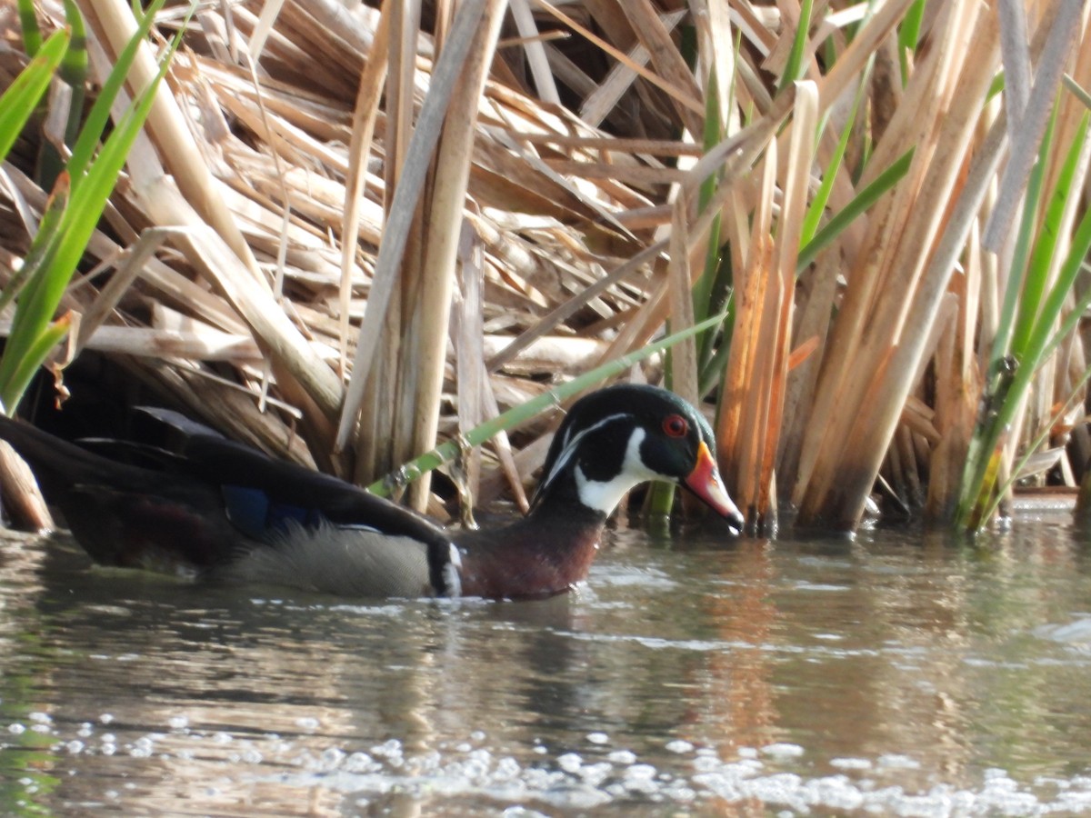 Wood Duck - ML619962373