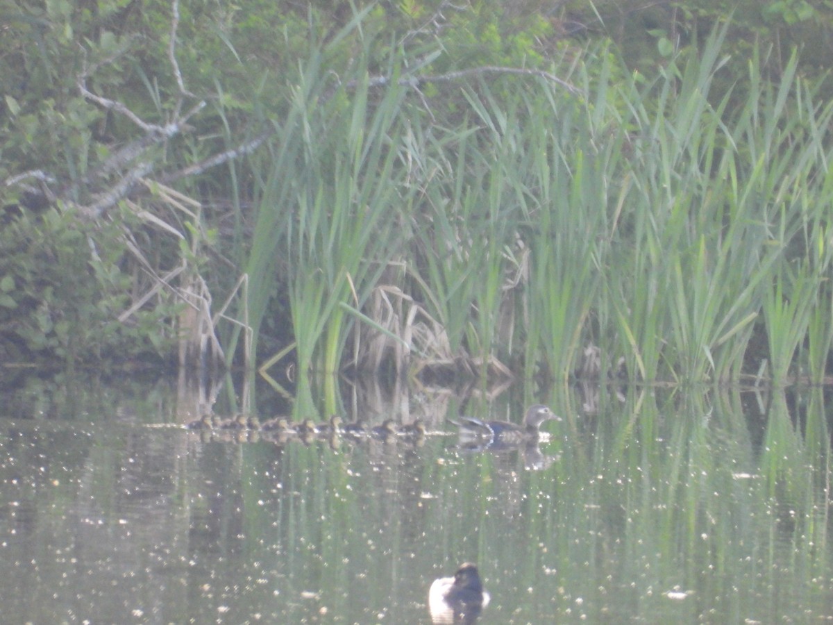 Wood Duck - ML619962374