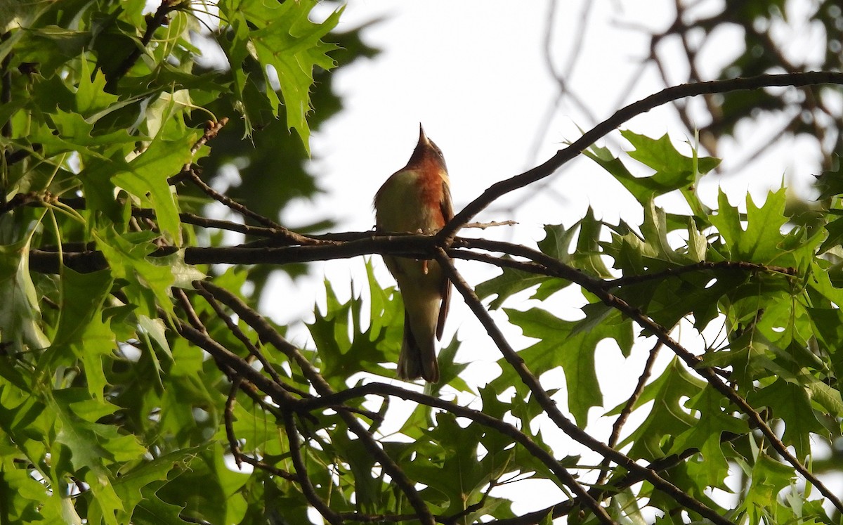 Bay-breasted Warbler - ML619962380