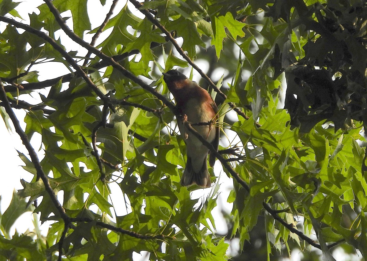 Bay-breasted Warbler - ML619962381