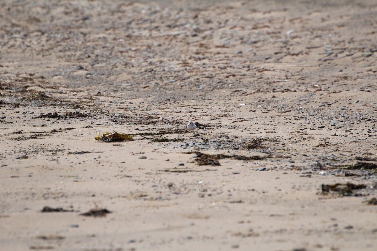 Piping Plover - ML619962389
