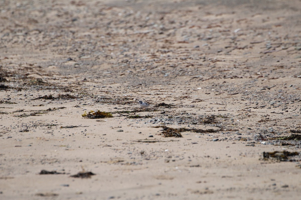 Piping Plover - ML619962390