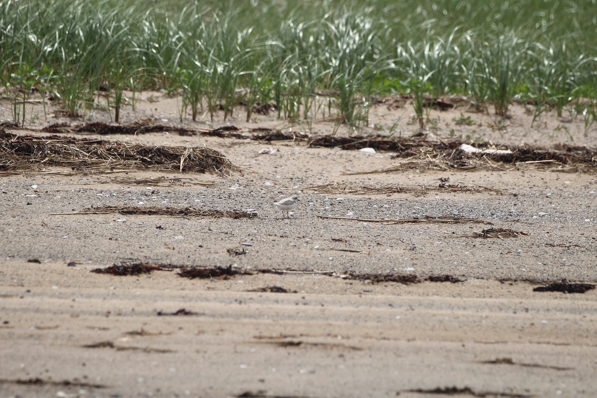 Piping Plover - ML619962391