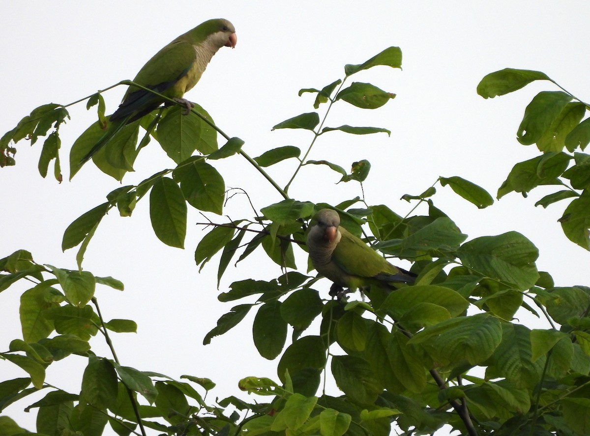 Monk Parakeet - ML619962393