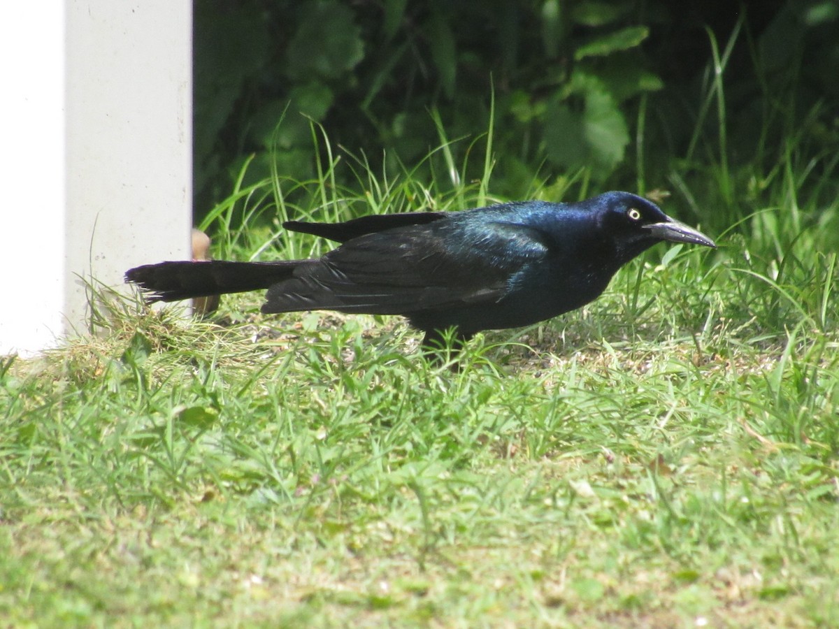 Boat-tailed Grackle - ML619962407