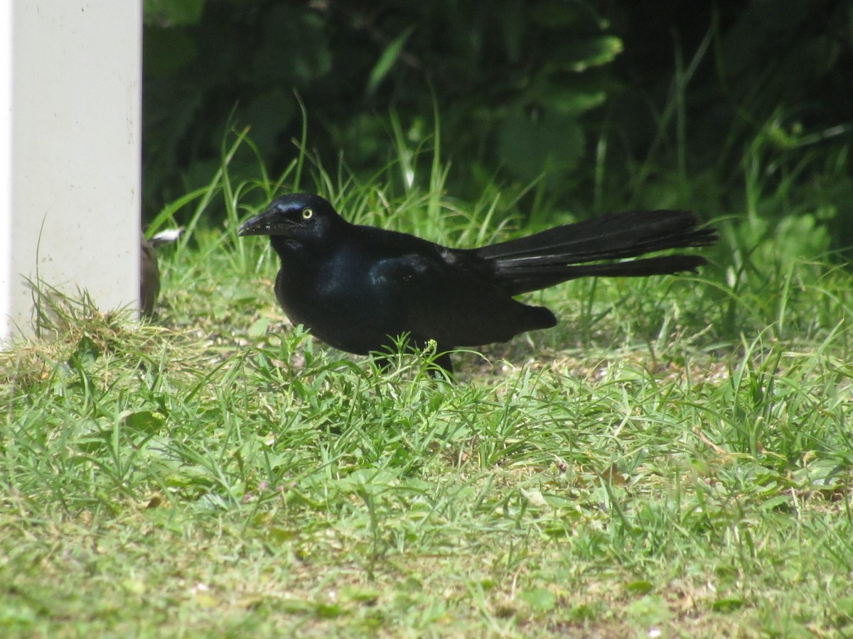 Boat-tailed Grackle - ML619962408