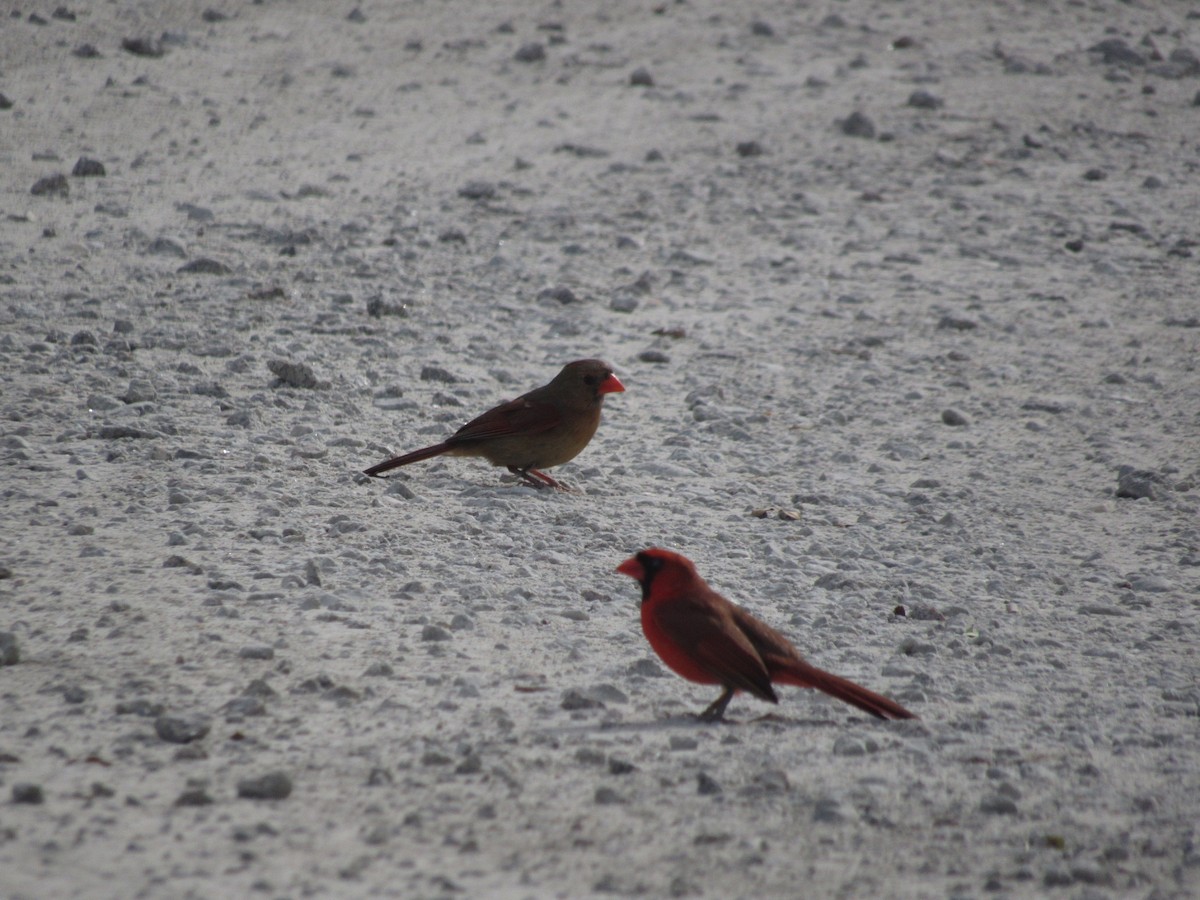 Northern Cardinal - ML619962423