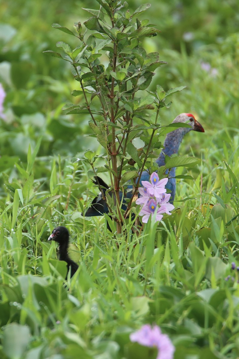 Gray-headed Swamphen - ML619962425