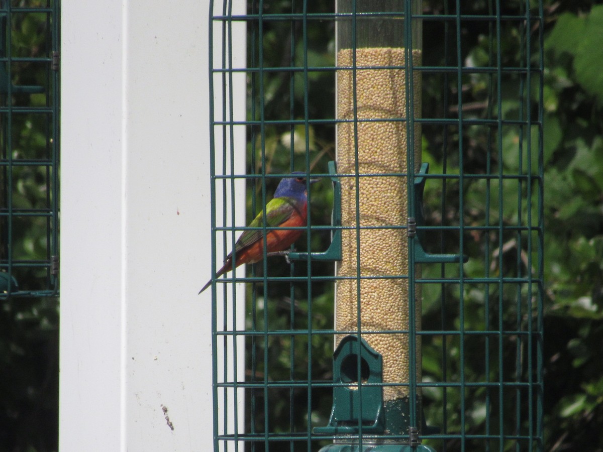 Painted Bunting - ML619962432