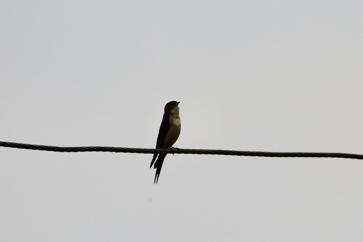 Red-rumped Swallow - ML619962453