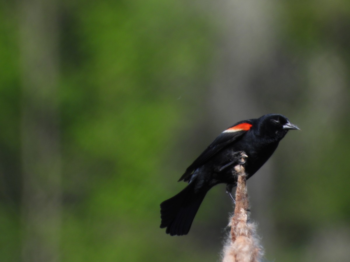 Red-winged Blackbird - ML619962461