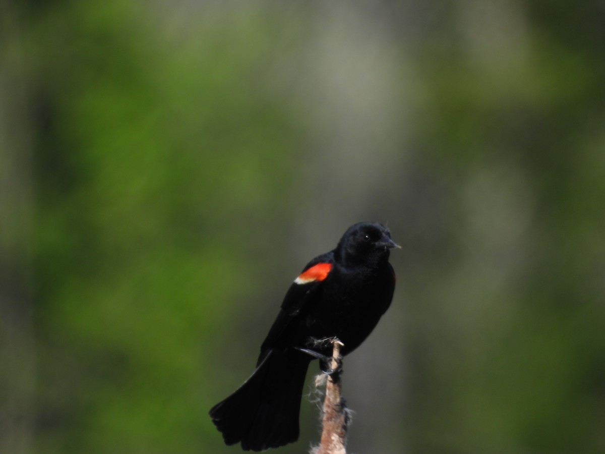 Red-winged Blackbird - ML619962462