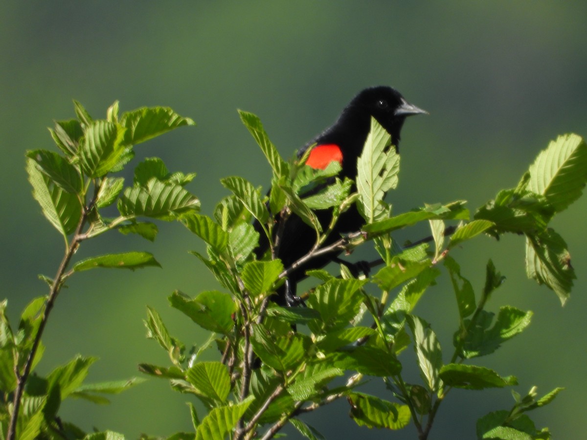 Red-winged Blackbird - ML619962464