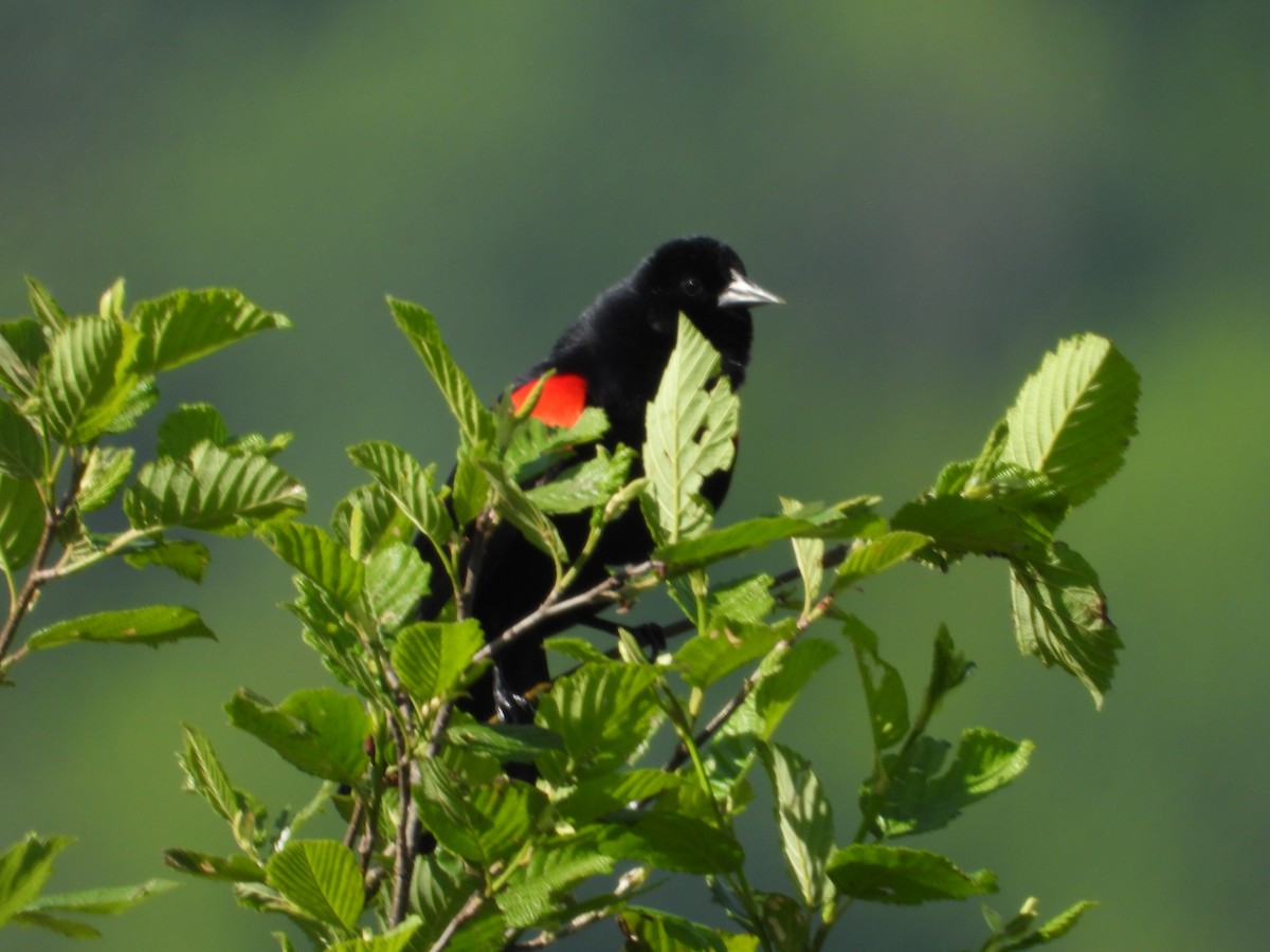 Red-winged Blackbird - ML619962466