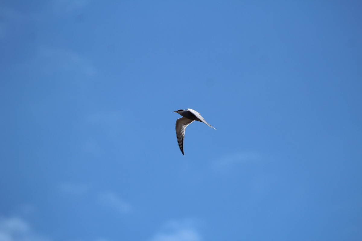 Common Tern - ML619962468