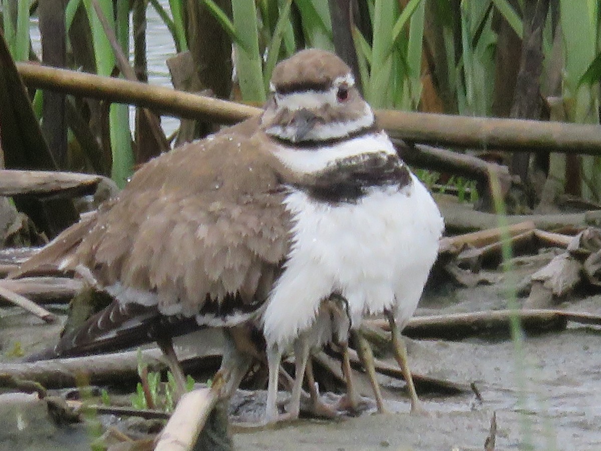 Killdeer - ML619962472