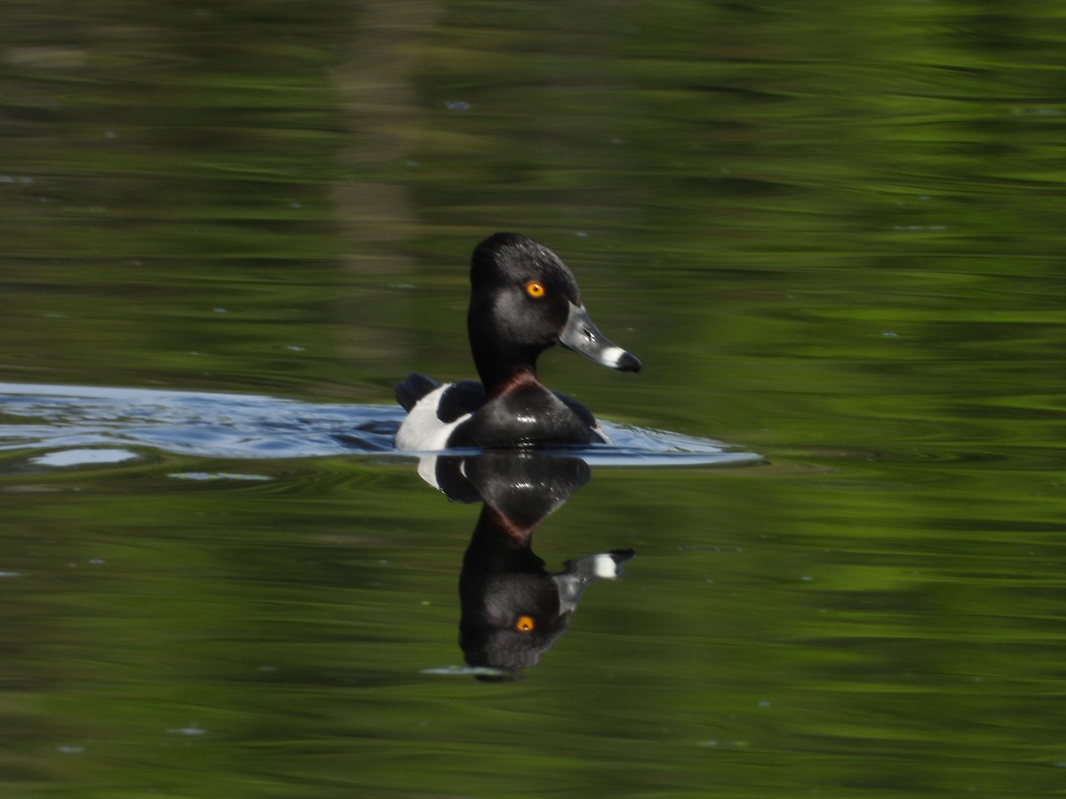 Ring-necked Duck - ML619962478