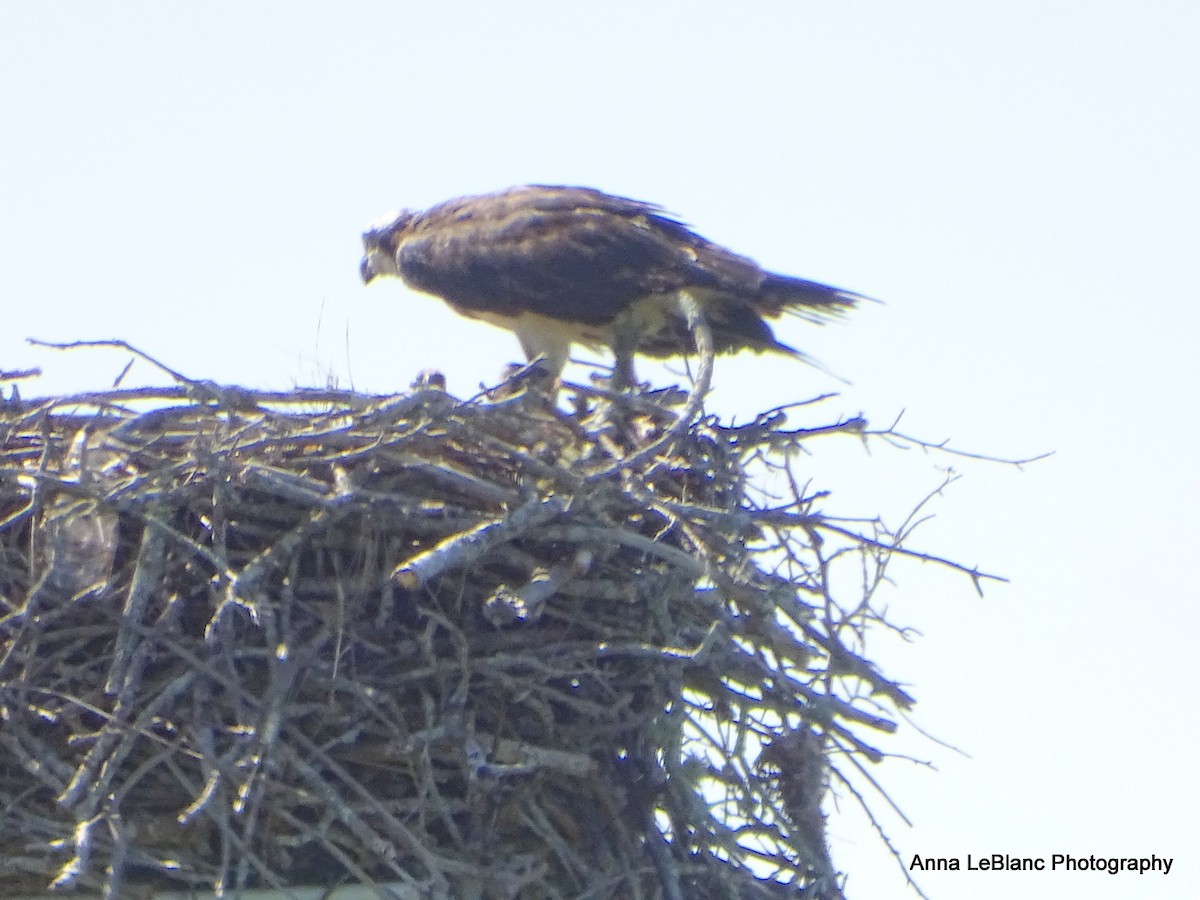 Arrano arrantzalea (carolinensis) - ML619962489