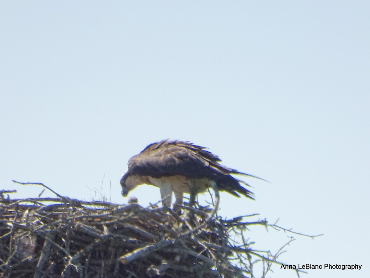 Osprey (carolinensis) - ML619962498