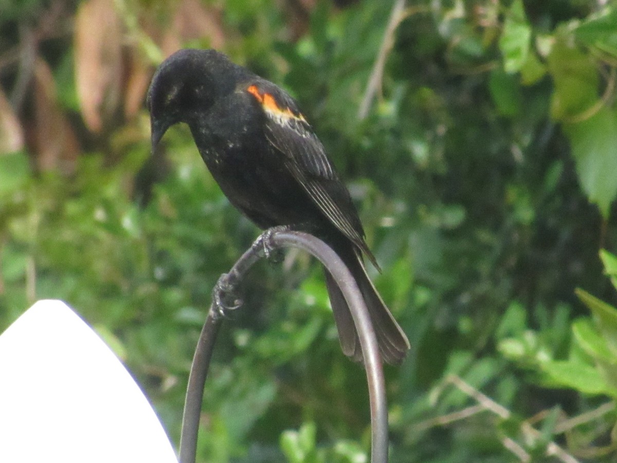 Red-winged Blackbird - ML619962510