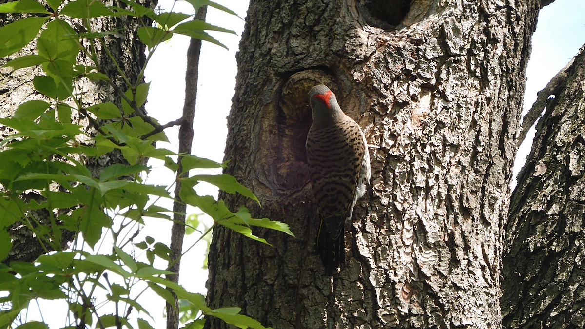 Northern Flicker - ML619962512