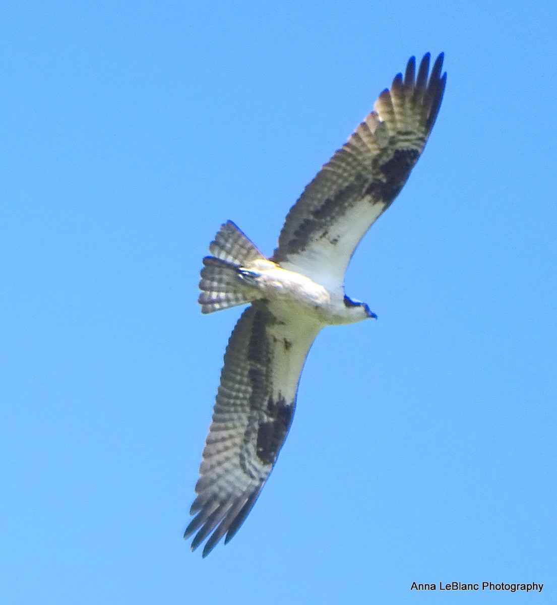 Balbuzard pêcheur (carolinensis) - ML619962520