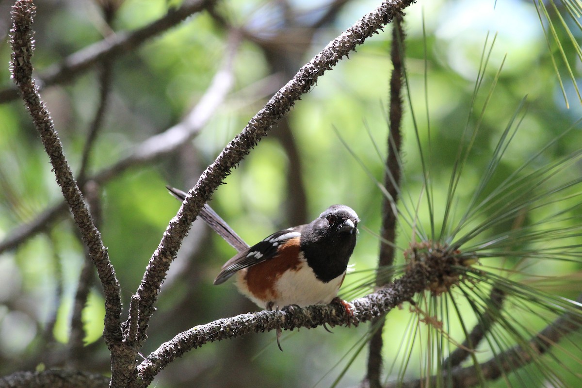 Spotted Towhee - ML619962524