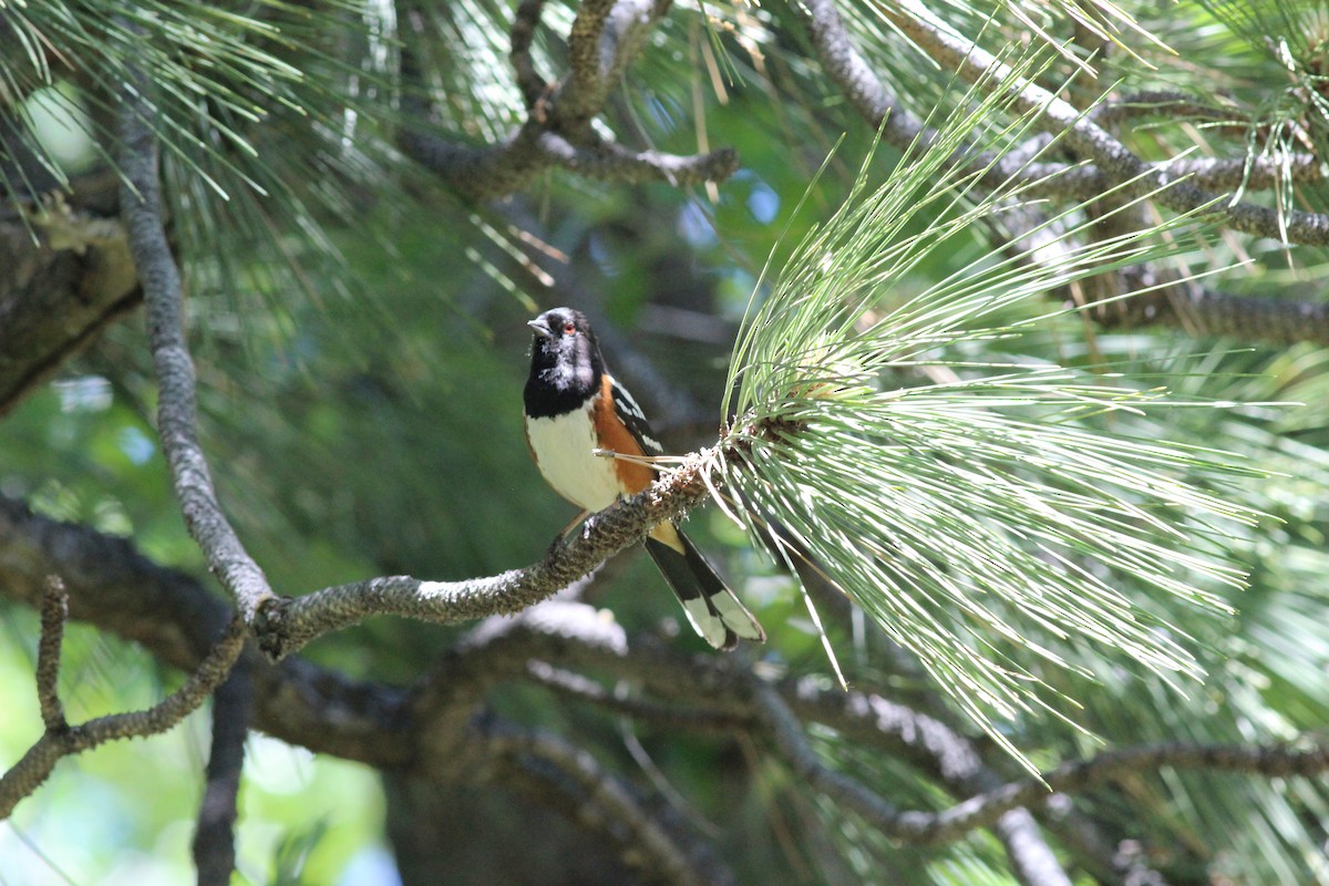 Spotted Towhee - ML619962526