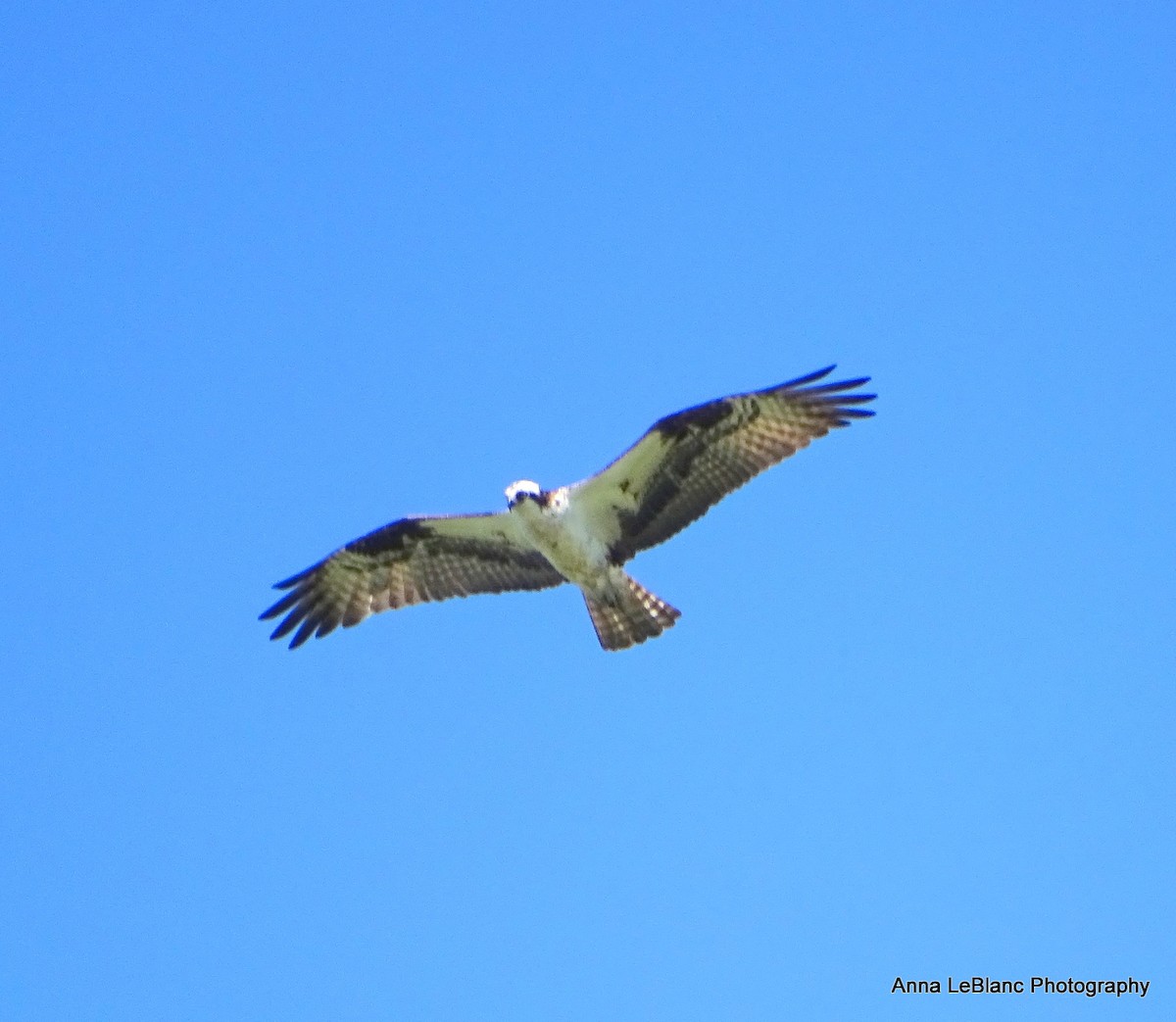 Osprey (carolinensis) - ML619962537